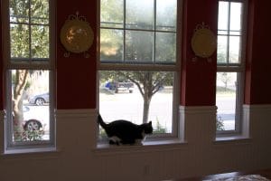 Plisse Retractable Screens and Cats- No need to worry!