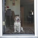 Dog looking out through front door with Plisse retractable door screen.